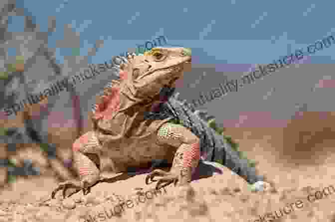 A Brightly Colored Iguana Basking On A Rock, Its Scales Shimmering In The Sunlight A Like Alphabet: A Like Animals