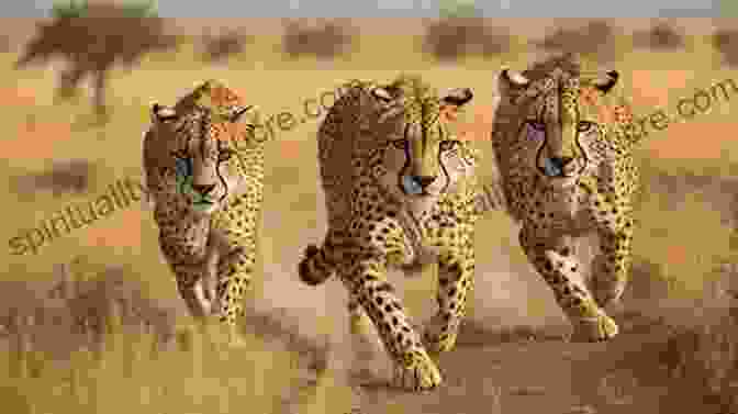 A Cheetah Sprinting Across The African Savanna, Its Speed Unmatched A Like Alphabet: A Like Animals