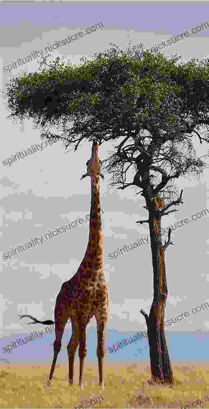 A Giraffe Reaching High Into A Tree To Pluck Leaves, Its Long Neck A Remarkable Adaptation A Like Alphabet: A Like Animals