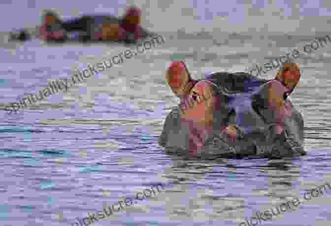 A Hippopotamus Submerged In A River, Its Massive Body Cooling Down In The Water A Like Alphabet: A Like Animals