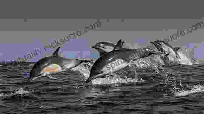 A Pod Of Dolphins Leaping From The Ocean's Surface, Their Playful Spirits Evident A Like Alphabet: A Like Animals