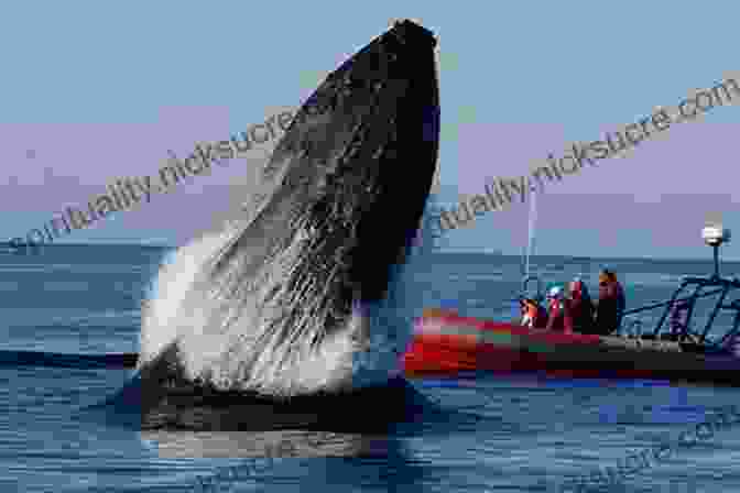 A Sailboat Approaching A Humpback Whale In The Waters Of New England A Woman S Guide To The Sailing Lifestyle: The Essentials And Fun Of Sailing Off The New England Coast