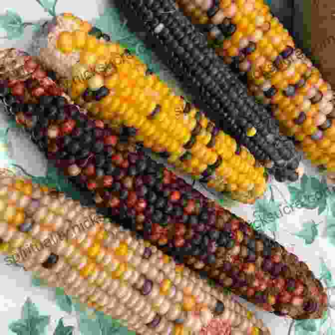 A Traditional Native American Meal, Featuring Corn, Beans, And Squash A History Of Chowder: Four Centuries Of A New England Meal