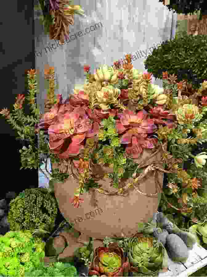 A Vibrant Arrangement Of Succulents In Splashes Of Joy Mini, Showcasing A Spectrum Of Colors And Textures. Splashes Of Joy Mini
