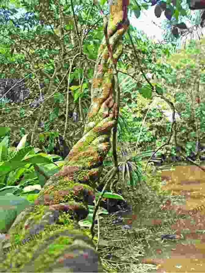 Ayahuasca Vine Growing In The Amazon Rainforest Plant Teachers: Ayahuasca Tobacco And The Pursuit Of Knowledge