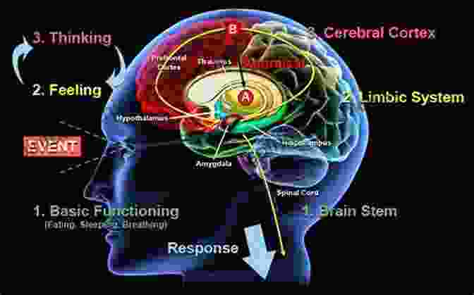 Brain Consciousness The Laws Of Brainjo: The Art Science Of Molding A Musical Mind