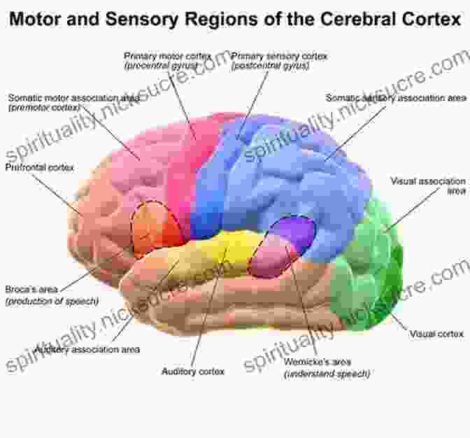 Diagram Of The Brain's Language Centers, Including Broca's Area, Wernicke's Area, And Others The Language Instinct: How The Mind Creates Language (P S )