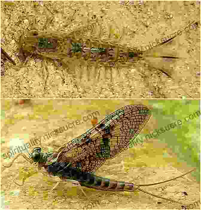 Mayfly Nymph And Adult Pocket Guide To Matching The Hatch